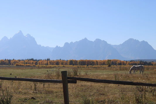 Driving Through Wyoming — Yellowstone, Grand Teton, and the Peace I Didn’t Expect
