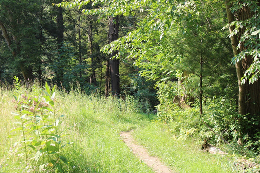 Walking: The Exercise That Changed Everything
