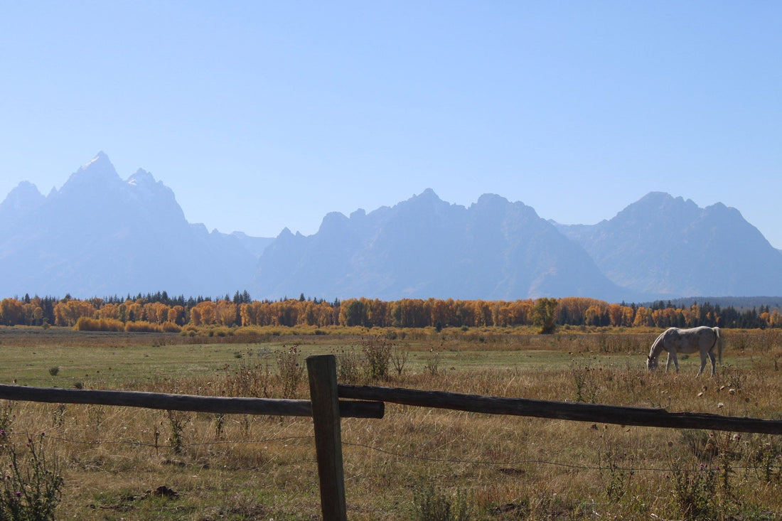 Driving Through Wyoming — Yellowstone, Grand Teton, and the Peace I Didn’t Expect