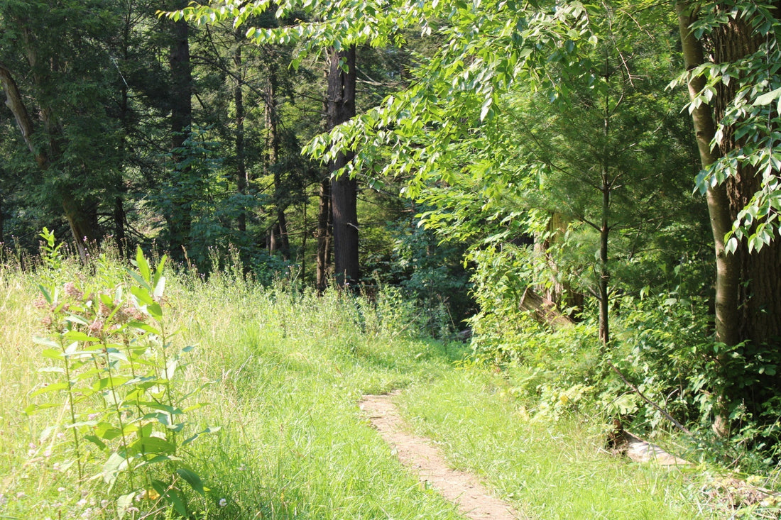 Walking: The Exercise That Changed Everything