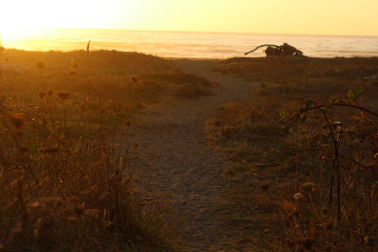 Back to Highway 101 — Recreating the Drive That Changed Everything